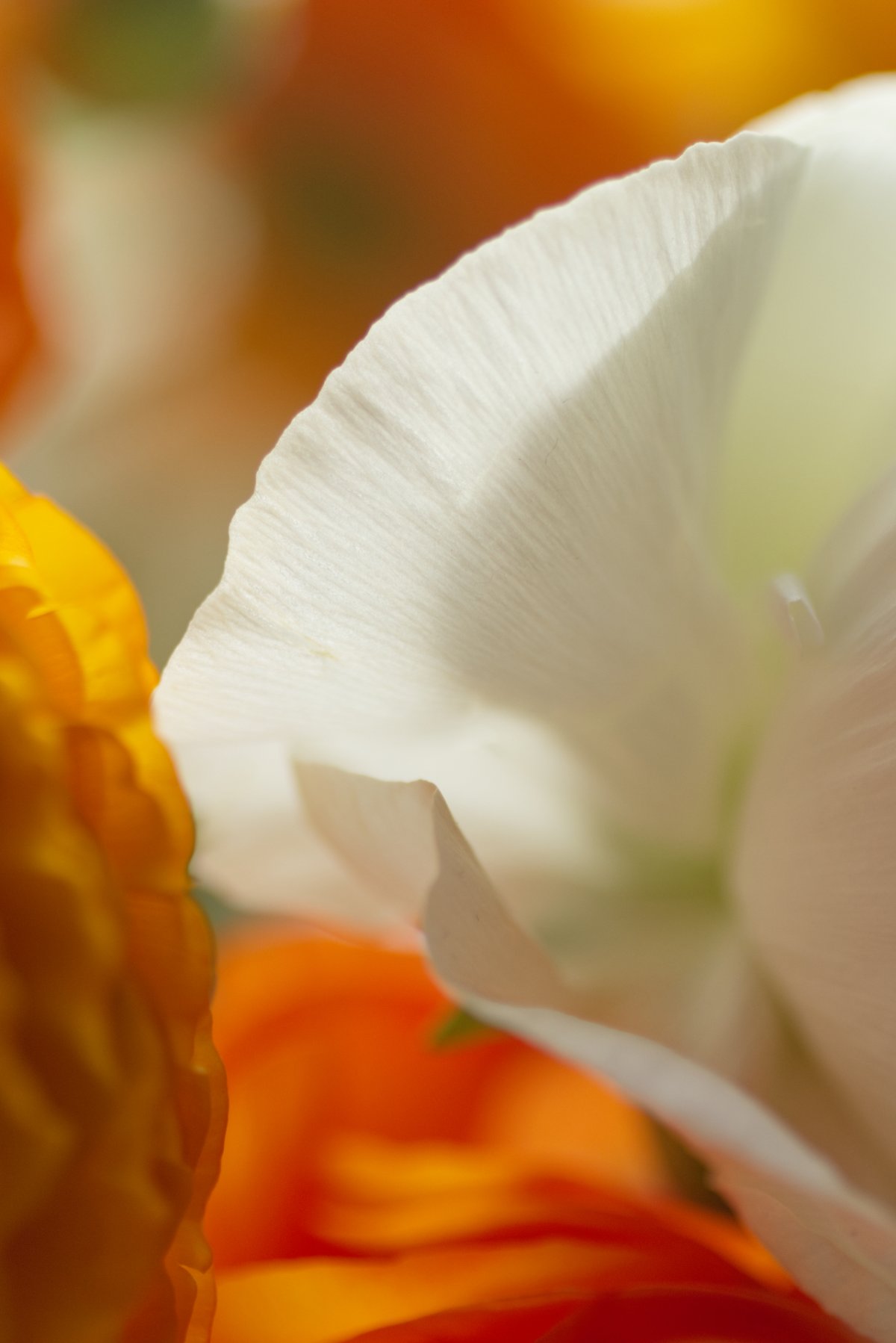 communication digitale et personal branding : deux démarches qui parlent de vous et vous montrent telle que vous êtes vraiment. Comme le pétale de cette fleur qui donne à voir tous les détails de son image