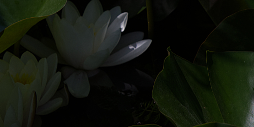 décider de construire son image, comme la fleur de lotus sort doucement de l'ombre