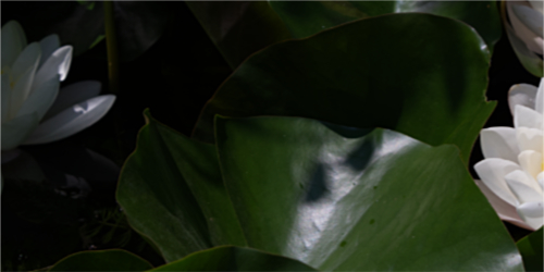 Développer sa marque pour être dnas la lumière, comme les fleurs de lotus qui apparaissent peu à peu