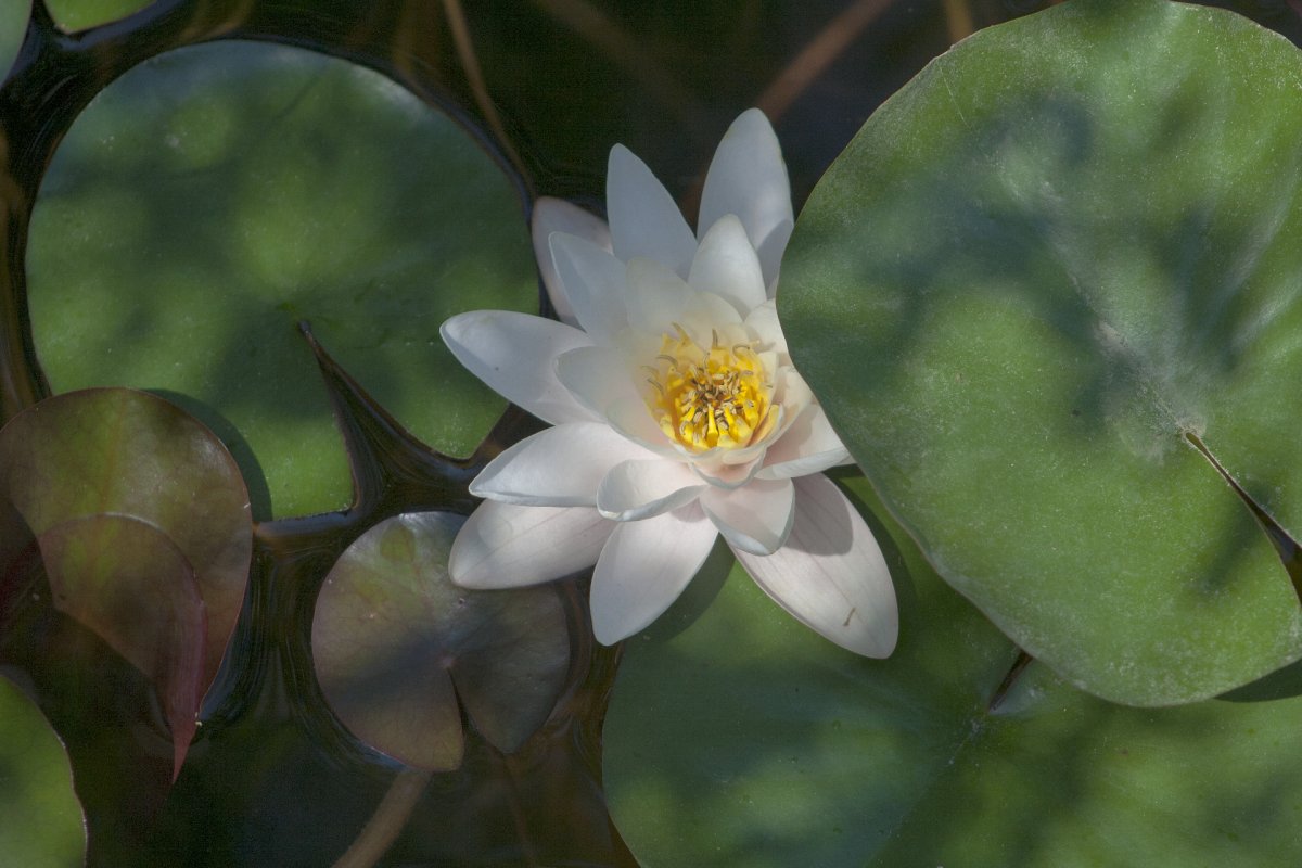 Travailler son image : une fleur de lotus ouverte se révèle et offre son image presque entière