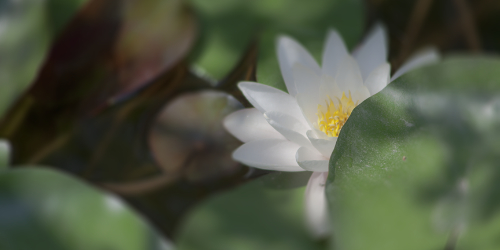 Un lotus ouvert est voie de développement. Offre Argent de l'accompagnement Empreinte