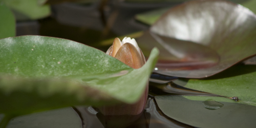Construction d'une marque personnelle en cours, symbolisée par un bouton de fleur qui apparaît à peine.  Illustre l'offre Bronze de l'accompagnement Empreinte