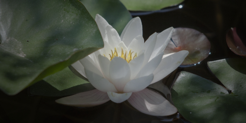 Une fleur de lotus reçoit la lumière en plein coeur. Symbolise l'offre Or de l'accompagnement en personal branding 