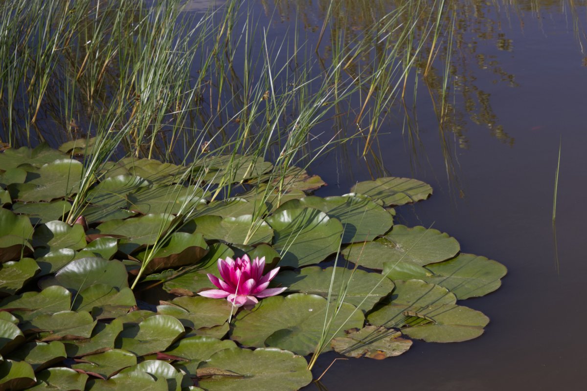 Une fleur de lotus en couleur, allégorie du bien-être issu d'un accompagnement en personal branding aligné et porteur de sens