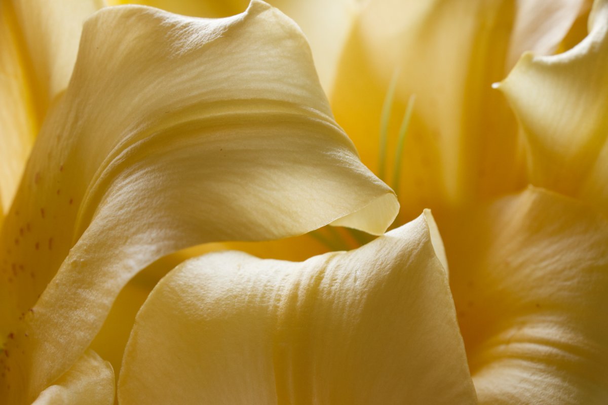 Photo en gros plan des pétales d'une lis jaune. Image sensuelle et délicate par Luce Dupont, Via Tara