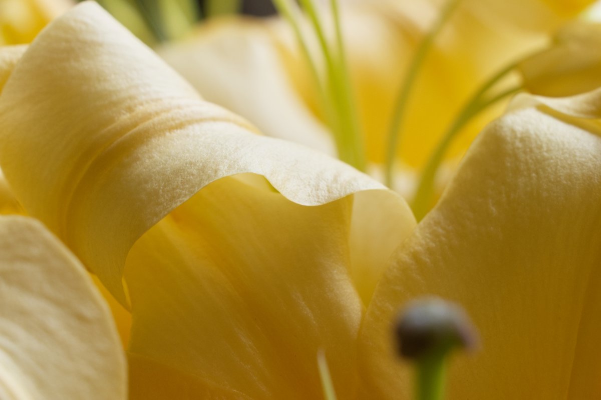 Bouquet de lis roses. Photo réalisée par Luce Dupont, Via Tara
