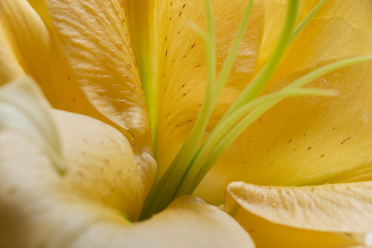 détail d'un lys blanc. Zoom sur le coeur montrant la texture des pétales. Photo de Luce Dupont, Via Tara