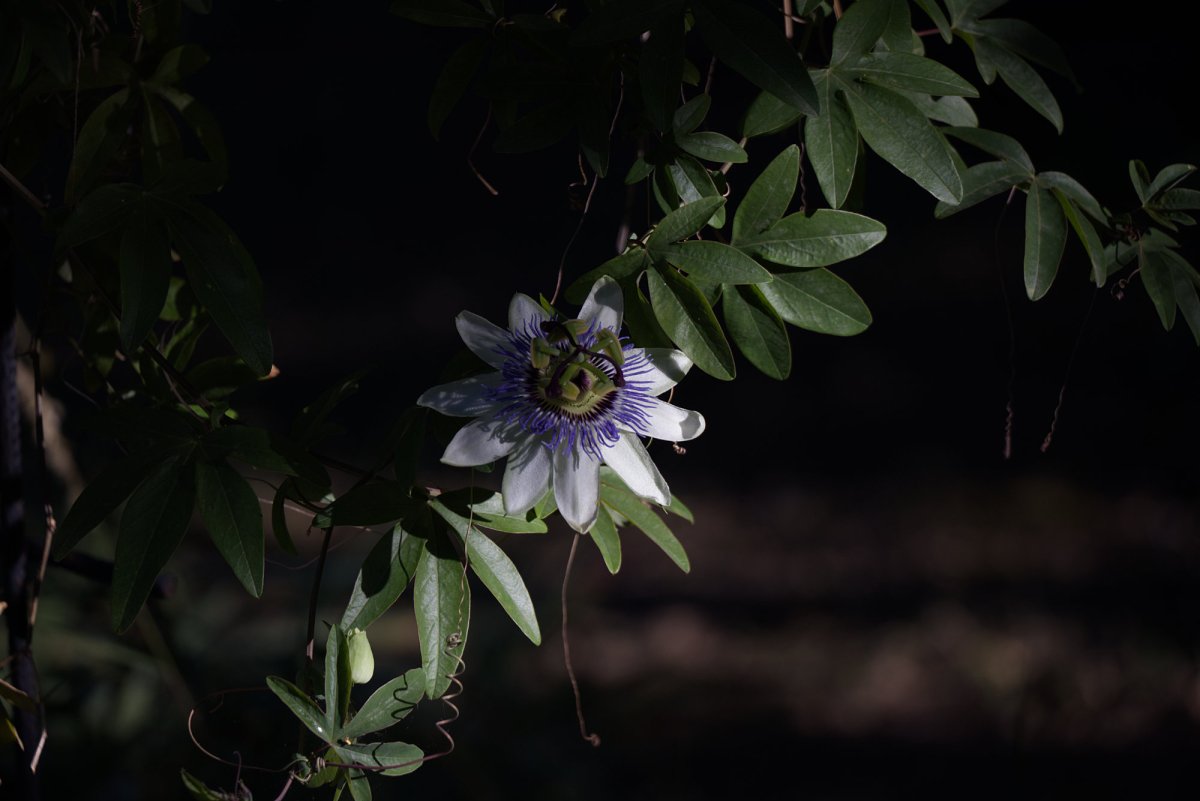 une fleur de la passion sort de l'ombre pour attirer les insectes pollinisateurs. Allusion à l'inbound marketing qui attire par sa qualité d'information et sa force d'engagement